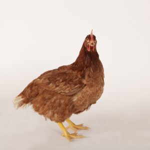 Brown Pullet
