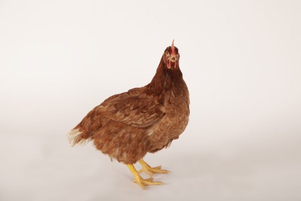 Brown Pullet