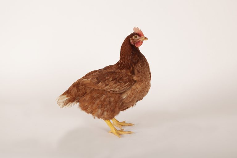 Brown Pullet Pullets Plus
