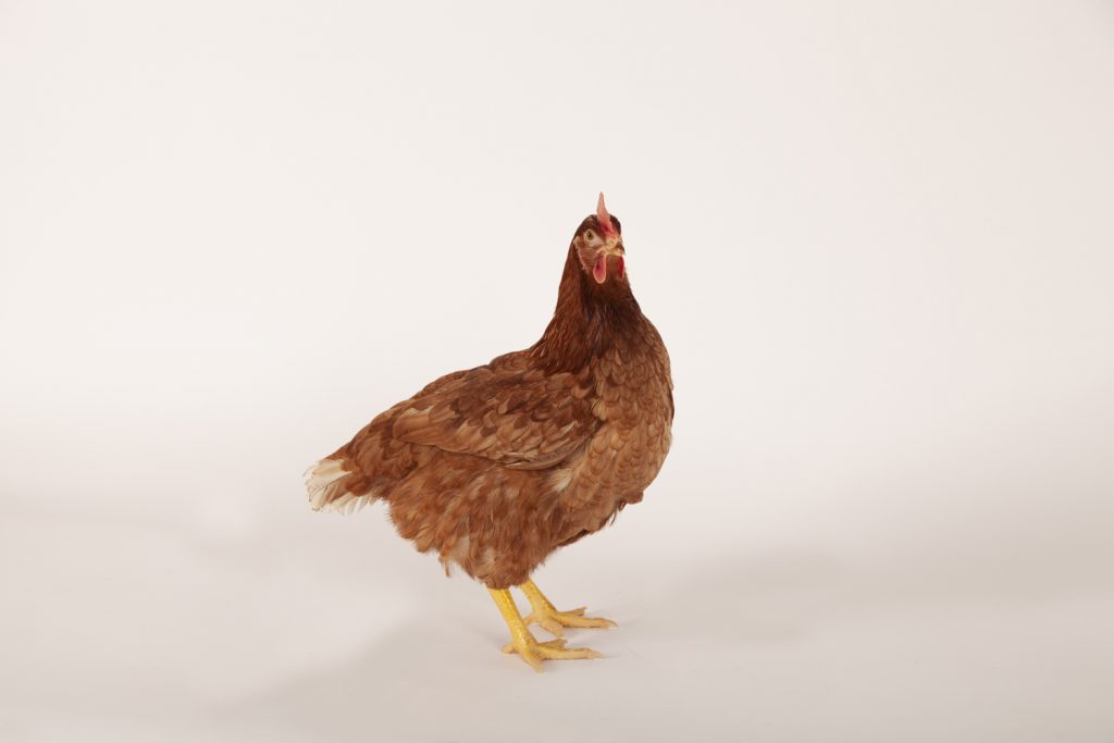 Brown Pullet Pullets Plus