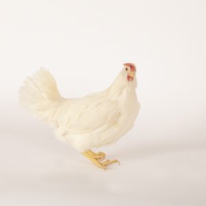 White Pullet