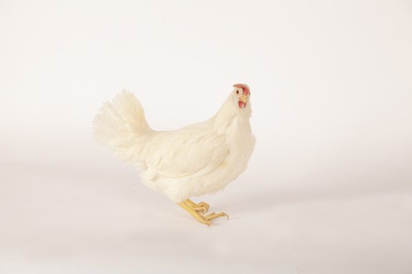 White Pullet