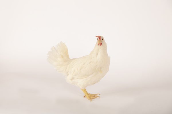 White Pullet - Image 3