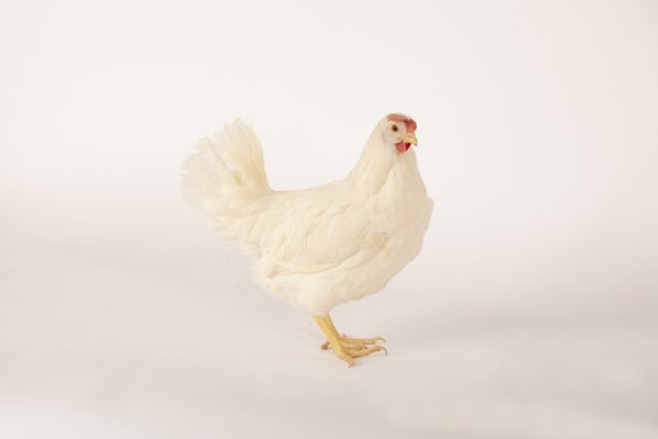 White Pullet - Image 2