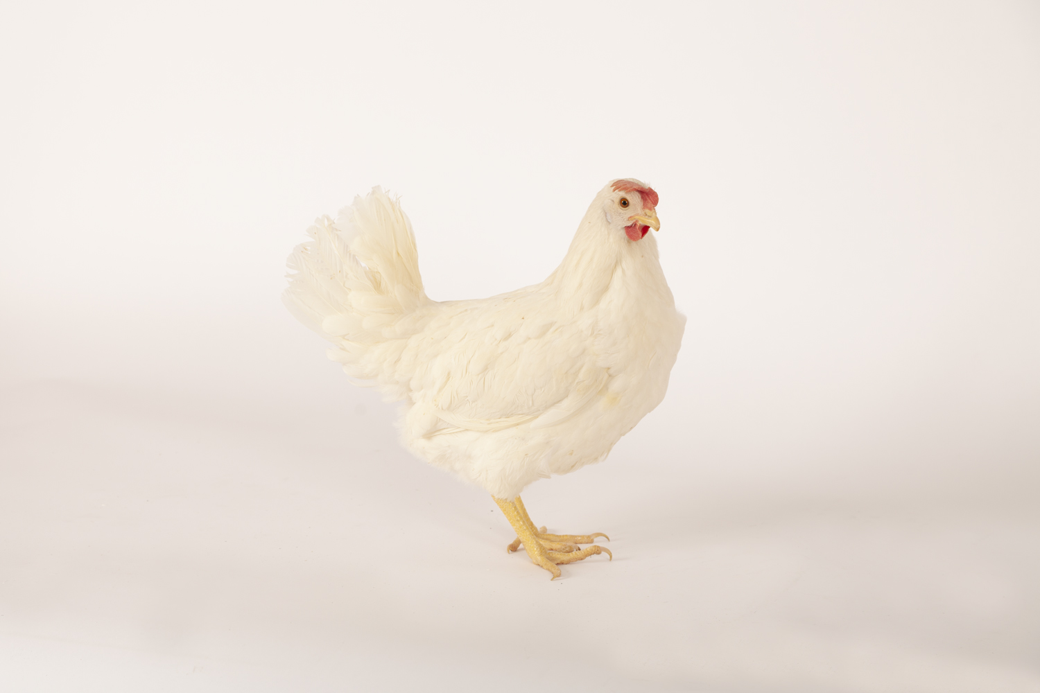 White Pullet - Pullets Plus